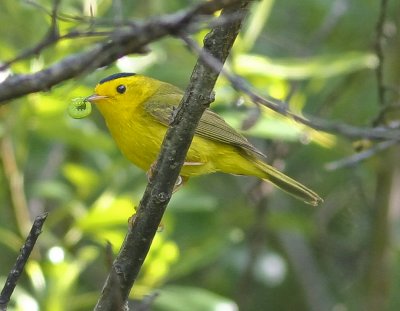 Wilson's Warbler in Wilder SP