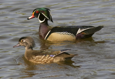 Wood Ducks - Neary Lagoon