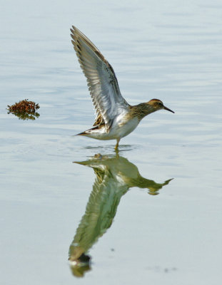 Pectoral Sandpiper - Salinas Ponds