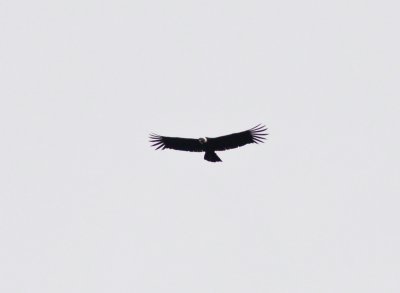 Andean Condor-Antisana Ec.jpg