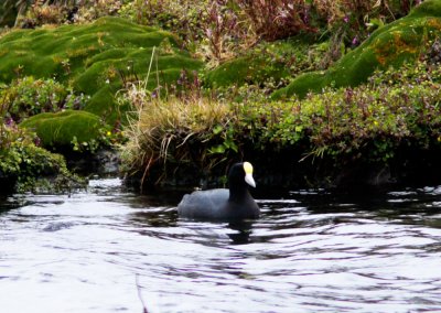 Andean Coot-Antisana Ec.jpg