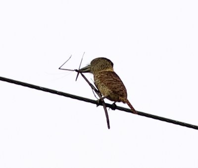 Barred Puffbird-Canande Ec.jpg