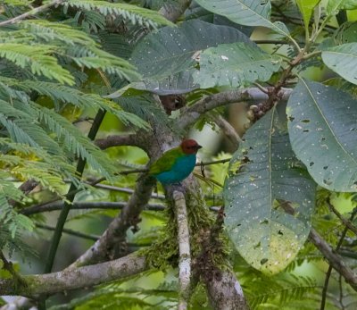 Bay-headed Tanager-Silanche Ec.jpg