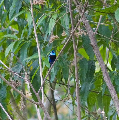 Blue-necked Tanager.jpg