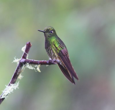 Buff-tailed Coronet-Bellavista Ec.jpg