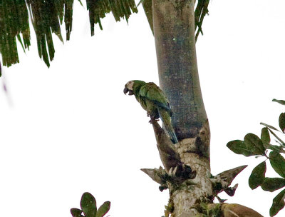Chestnut-fronted Macaw -Canande Ec..jpg