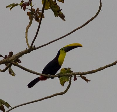 Chestnut-mandibled Toucan-Canande Ec.jpg