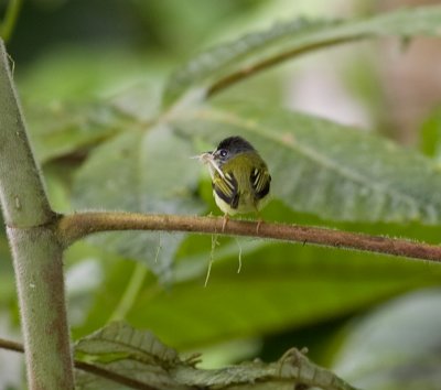 Common Tody-Flycatcher-Canande Ec.jpg