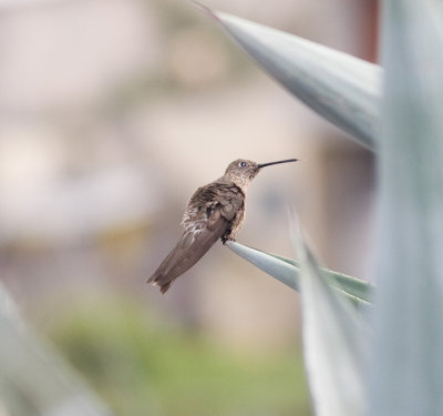 Giant Hummingbird-Equator Ec.jpg