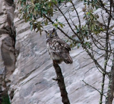 Great-horned Owl-Antisana Ec.jpg