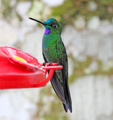 Green-crowned Brilliant-Milpe Ec.jpg