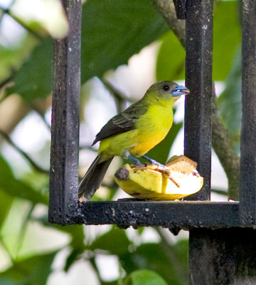 Lemon-rumped Tanager (f)-Los Bancos Ec.jpg