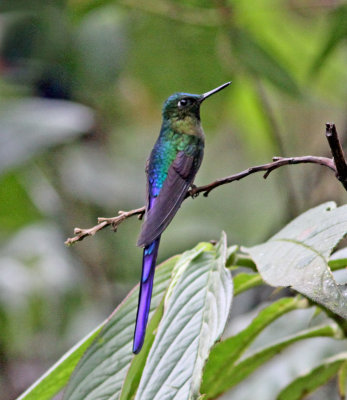 Violet-tailed Sylph -Sachatamia Ec.jpg