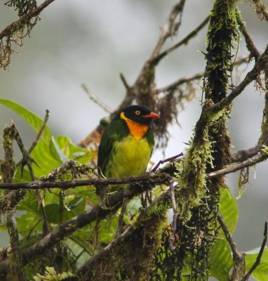 Orange-breasted Fruiteater -Mindo Ec.jpg