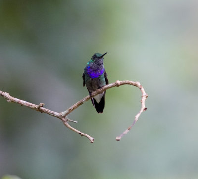 Purple-chested Hummingbird-Canande Ec.jpg