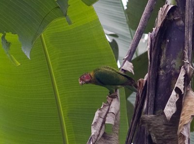 Rose-faced Parrot-Canande Ec.jpg