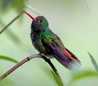 Rufous-tailed Hummingbird-Milpe Ec.jpg
