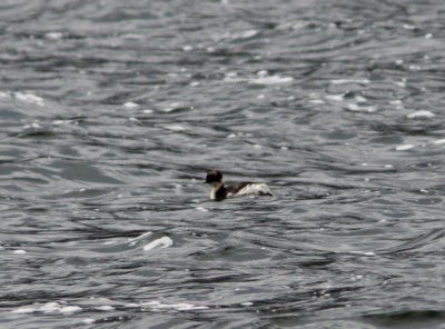 Silvery Grebe-Antisana Ec.jpg