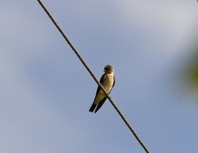 Southern Rough-winged Swallow-Canande Ec.jpg