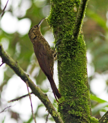 Spotted Woodcreeper-Milpe Ec.jpg