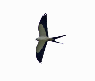 Swallow-tailed Kite-Pacto Ec.jpg