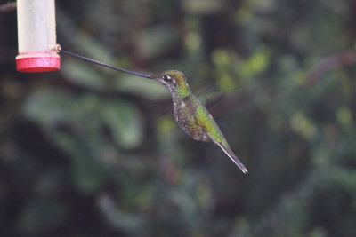 Sword-billed Hummingbird-Yanacocho Ec.jpg