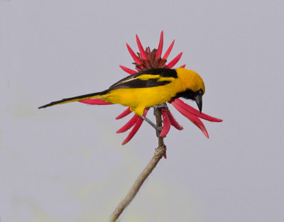 Yellow-tailed Oriole-Canande Ec.jpg