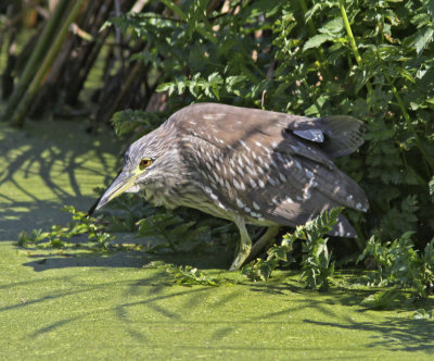 Black-crowned Night Heron at Four Mile Pond.jpg