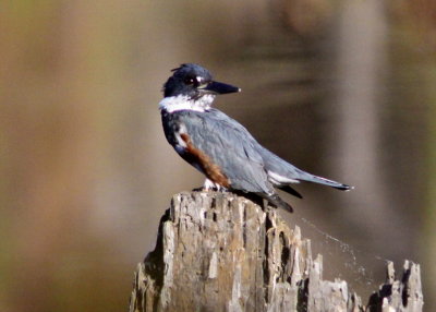 Belted Kingfisher at Antonelli's Pond.JPG
