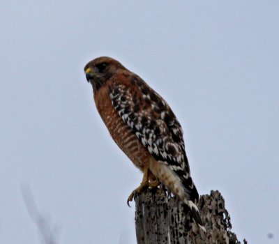 Red-shouldered Hawk at Swanton Rd.JPG