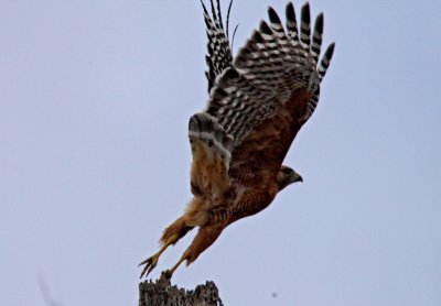 Red-shouldered Hawk in Davenport.JPG
