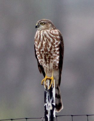 Sharp-shinned Hawk behind the Arboretum.JPG