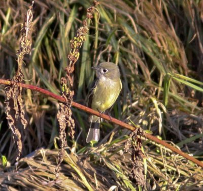 Hammond's Flycatcher at San Lorenzo River 2.JPG