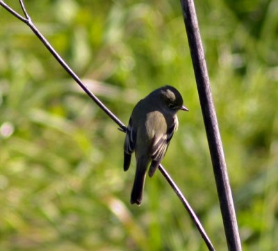 Hammond's Flycatcher near San Lorenzo River 1.JPG