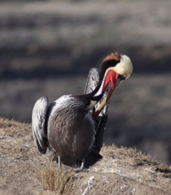 Brown Pelican at Natural Bridges.JPG