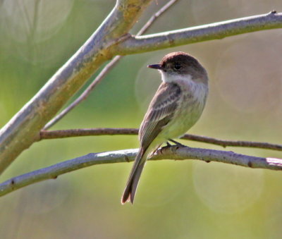 Eastern Phoebe at San Lorenzo Park 2.JPG