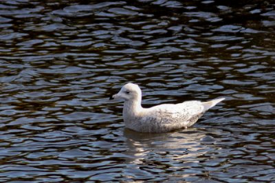 Glaucous Gull in.JPG