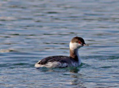 Horned Grebe in Bodega Bay.JPG