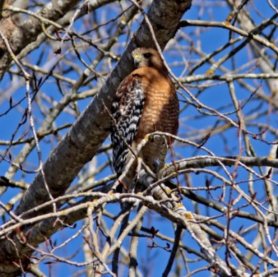 Red-shouldered Hawk in Cowell St. Park.JPG