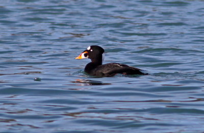 Surf Scoter at Bodega Bay.JPG