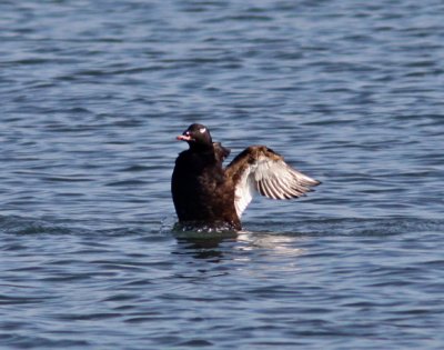 White-winged Scoter in Bodega Bay 2.JPG