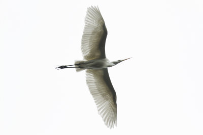 Great Egret at Morro Bay2.jpg