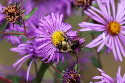 Wild bee up your aster