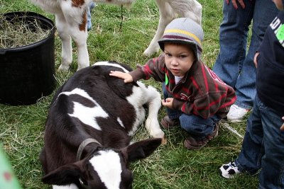Petting a calf