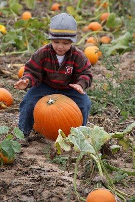 Drop that pumpkin!