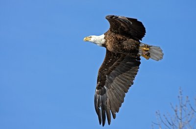 It's hard to soar with eagles.........'09