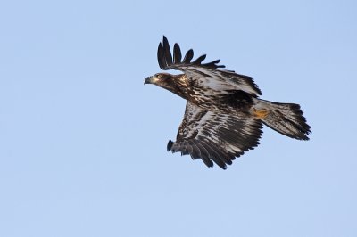 Immature Bald~ the head and tail feathers will turn white in their 4th or 5th year