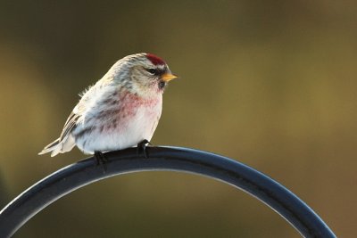 Passin' through ~ Male Common or Hoary Redpoll??