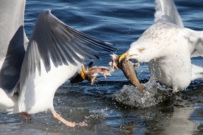 Unmitigated gull