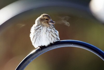 Smokin' Siskin